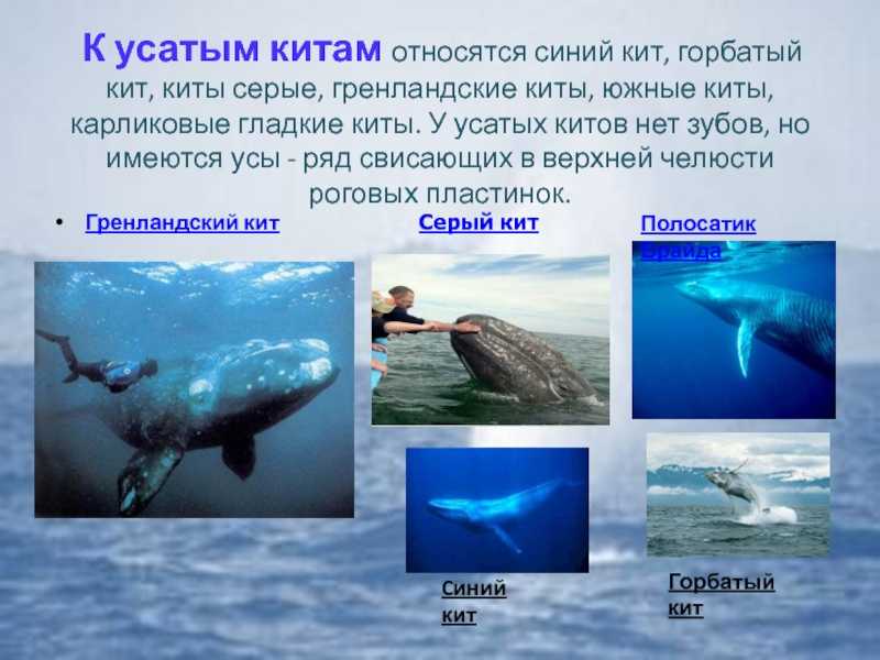 Чем отличается кашалот от кита: сравнение и отличия | в чем разница