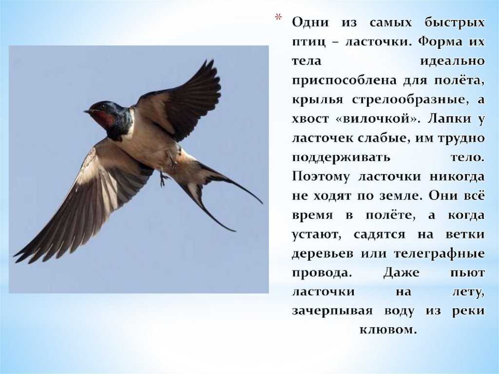 К чему ласточка залетела в дом или окно: значение приметы