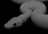 Видеть во сне змею 🐍 мужчине - топ 44 толкований ❗ по сонникам: к чему снится черный или желтый большой ползающий рядом удав, который нападает и кусает, парню