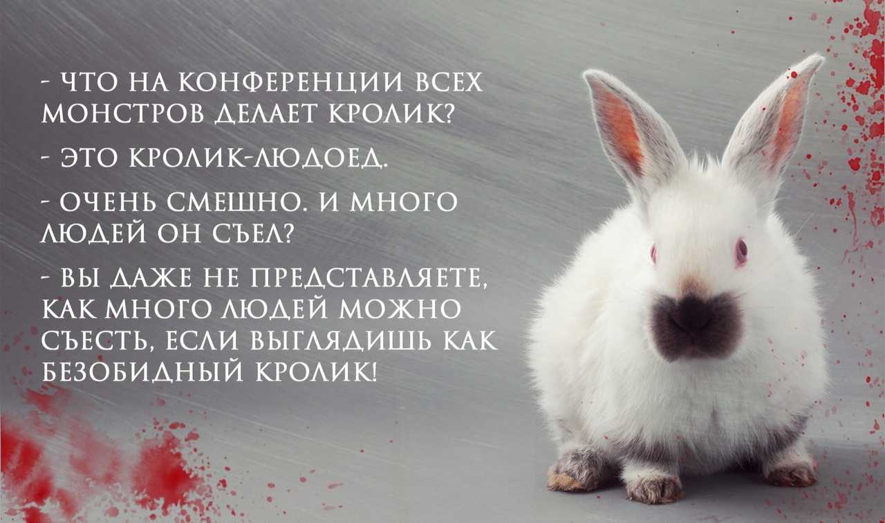 К чему снятся кролики во сне женщине. Кролик высказывания. Афоризмы про кролика. Цитаты про кроликов. Интересные фразы о кроликах.
