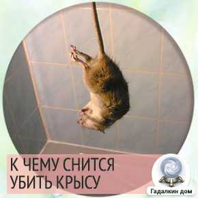 К чему снится крыса 🐀 — топ толкований сна ❗ по 42 сонникам: что означает для мужчины или женщины видеть в квартире, убить либо кормить ручную крыску