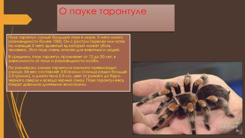 Арахнофобия - боязнь пауков - как избавиться от фобии