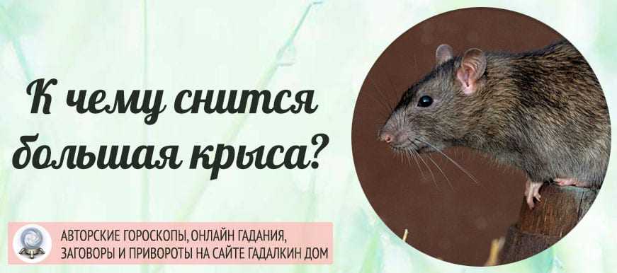 К чему снятся крысы живые женщине или мужчине - сонник энигма