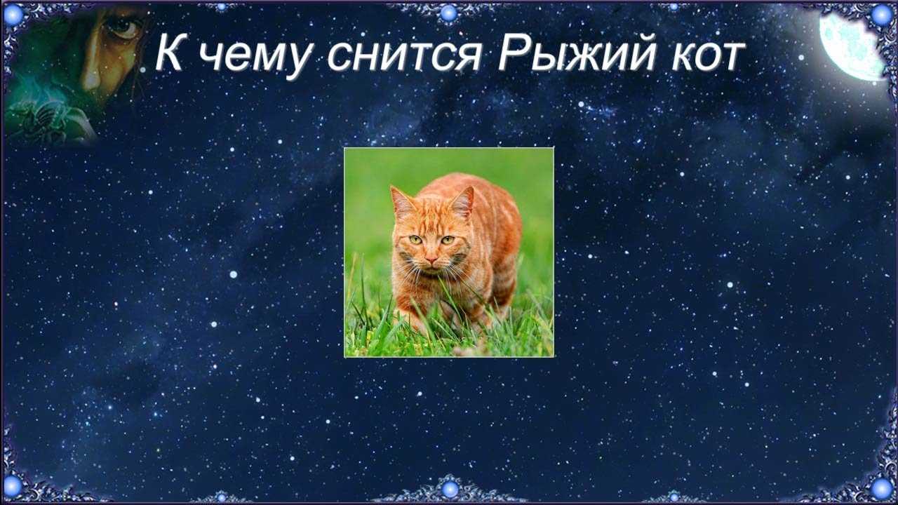 Приснился рыжий кот: к чему снятся рыжие коты, что сказано об этом в сонниках
