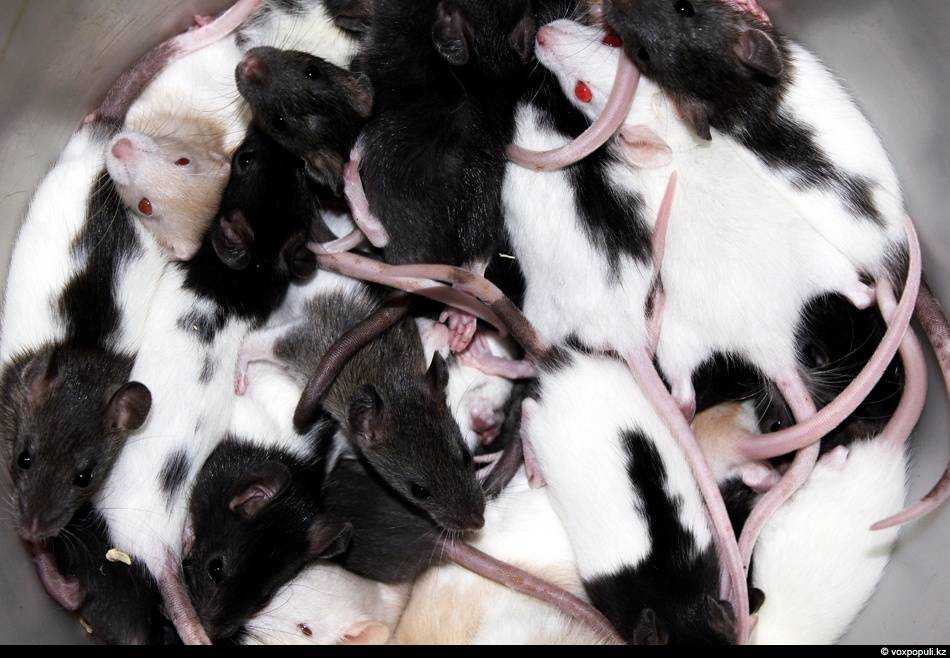 Приснились дохлые крысы — толкование сна по сонникам