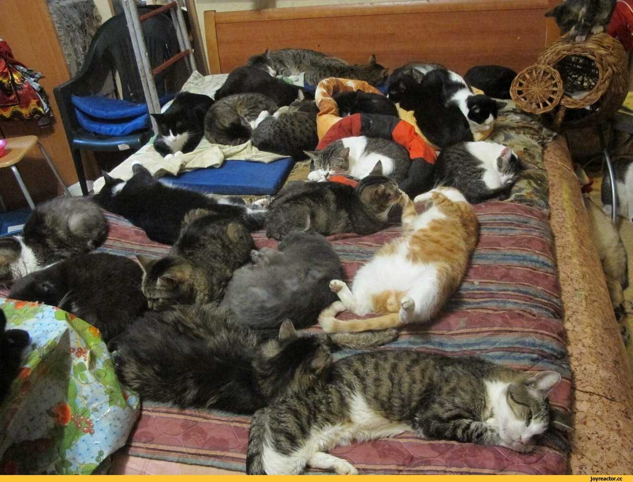 К чему снится много кошек? сонник: толкование снов