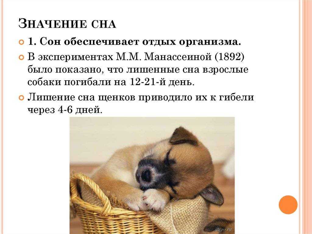 Собака кусает во сне. что это означает? :: syl.ru
