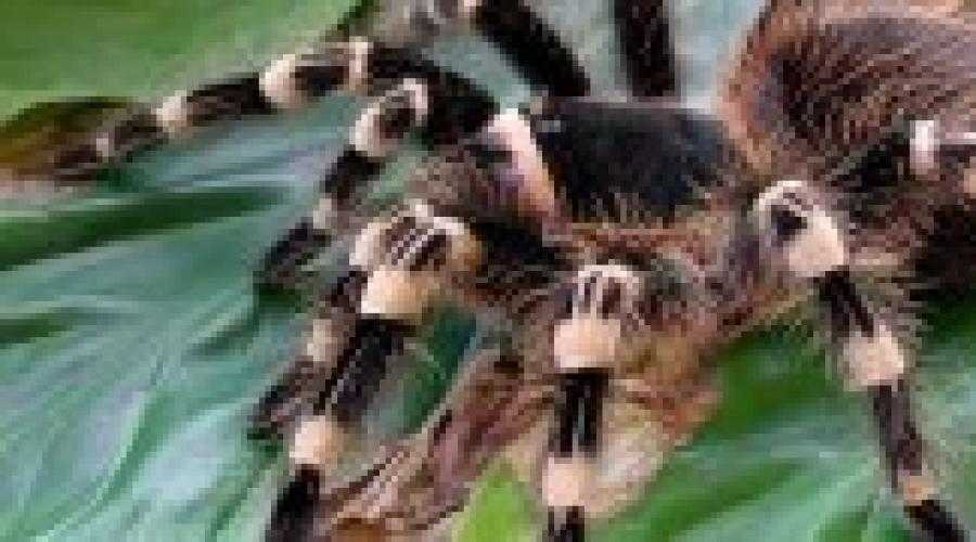 Сонник убить паука большого на сайте сонник гуру