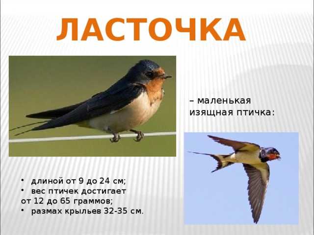 Если птица свила гнездо под крышей дома. приметы про птиц – опыт поколений