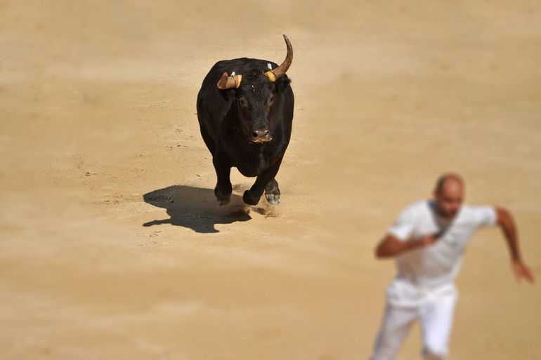 К чему снится бык с рогами нападает: черный, белый, много, агрессивный, на арене, корриде, гонится, бодает, убегать, победить, дразнить