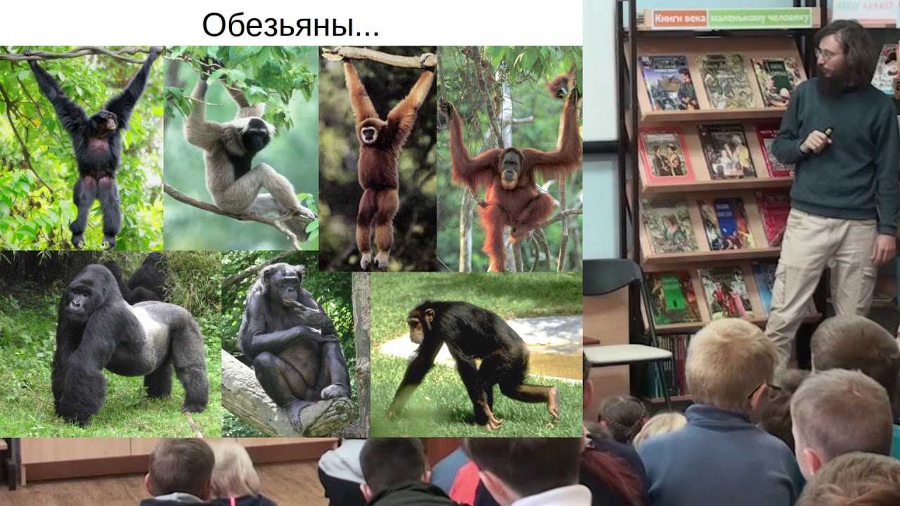Год обезьяны гороскоп ( характеристика, виды) совместимость