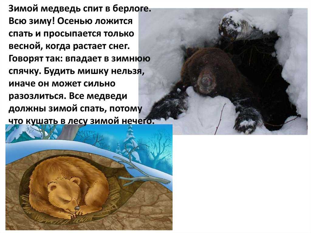 Впадает ли бобр в спячку зимой. Мэдвэд в бэрлогэ взимнюю спиачкэ. Берлога медведя. Медведь зимой.