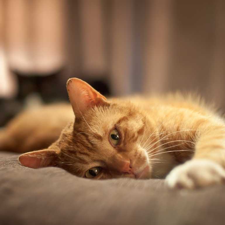 К чему снится рыжий кот? значение сна