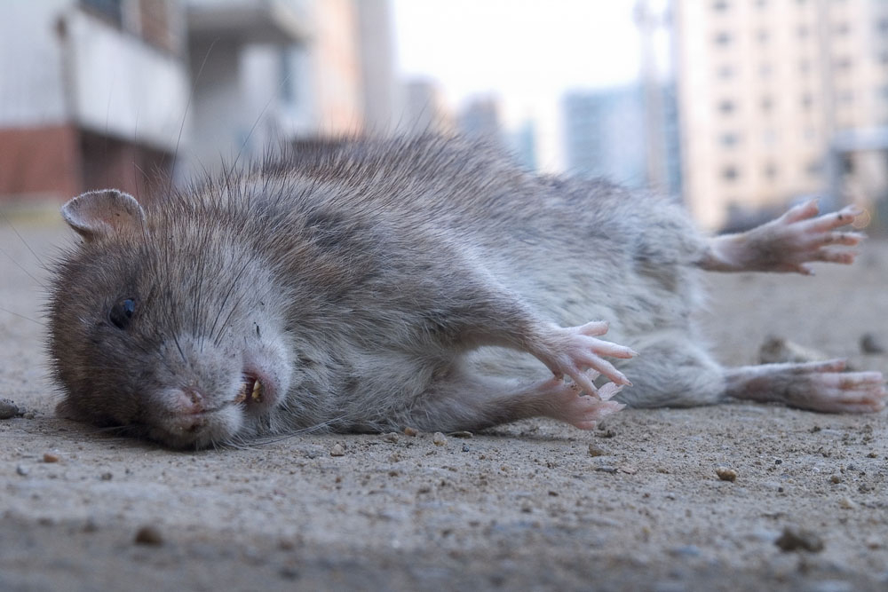 Убить крысу во сне: что означает видеть, травить или душить грызуна