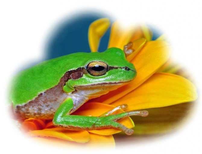 К чему снится жаба, сонник – жаба во сне