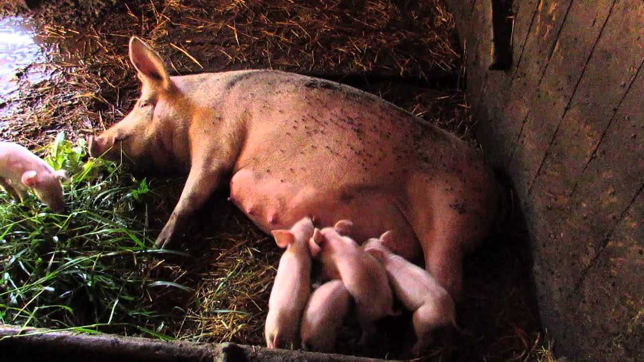 К чему снится свинья