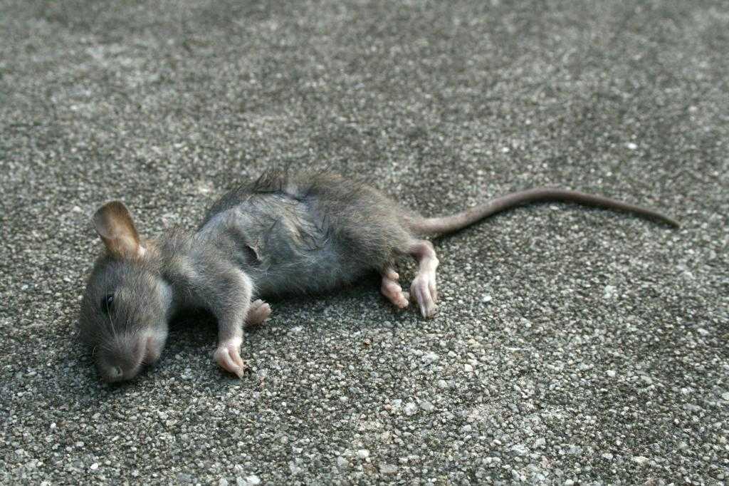 Мертвые крысы во сне: много полудохлых крыс во сне, объяснение для женщины и девушки