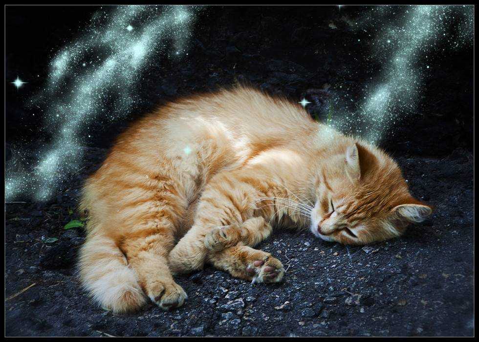 К чему снится рыжий котенок: пророческие толкования сонников