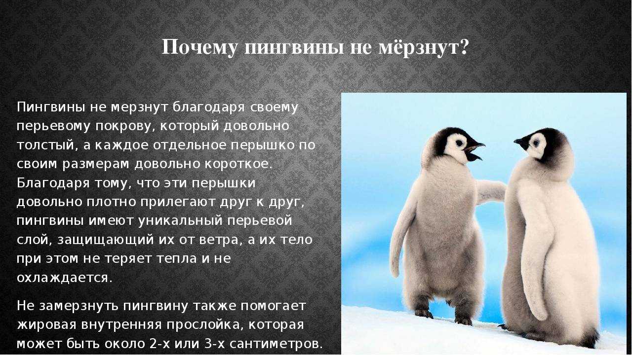 К чему девушкам и женщинам может сниться пингвин: толкования сонников