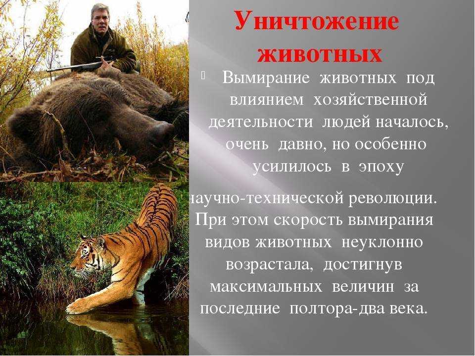 Проблемы животных в россии