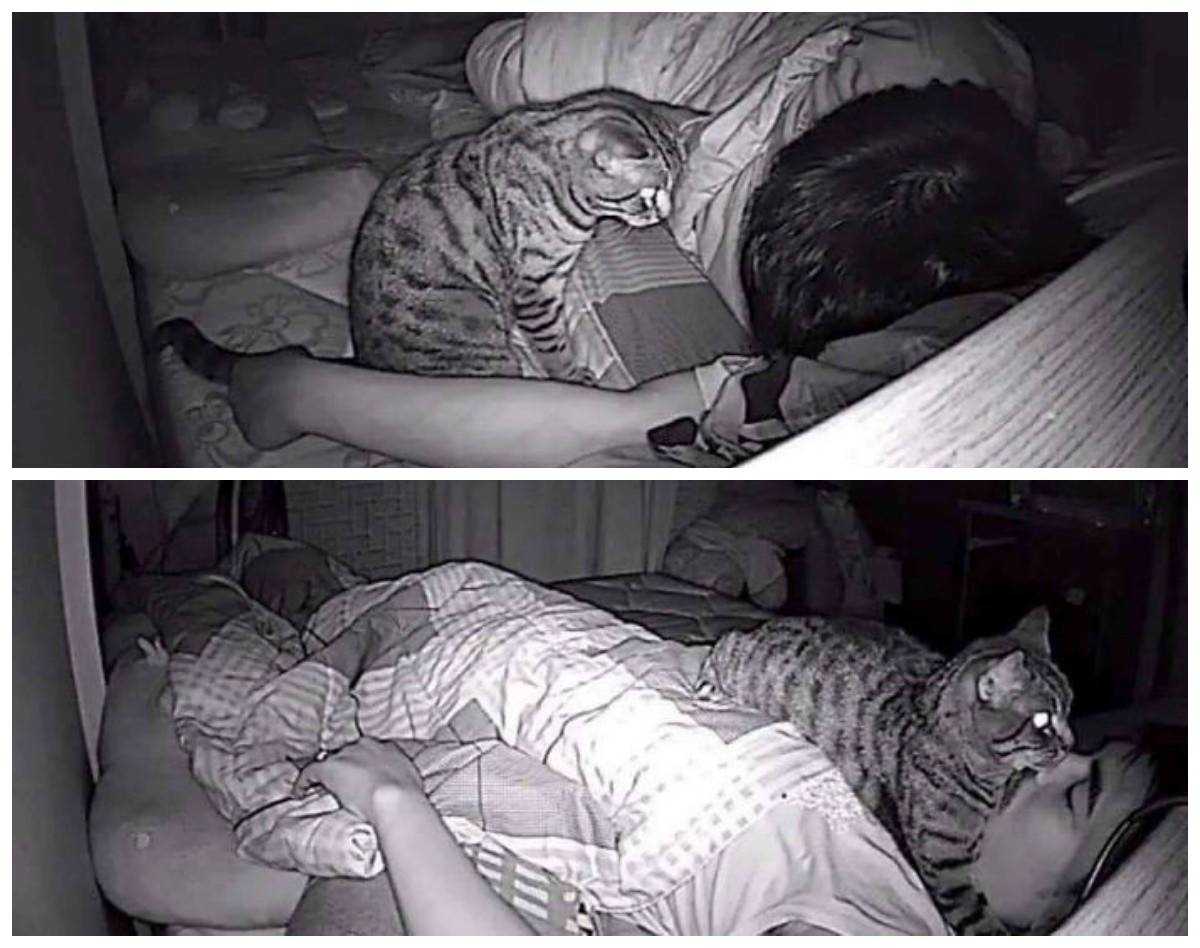 Сонник кошка, к чему снится кошка, во сне кошка