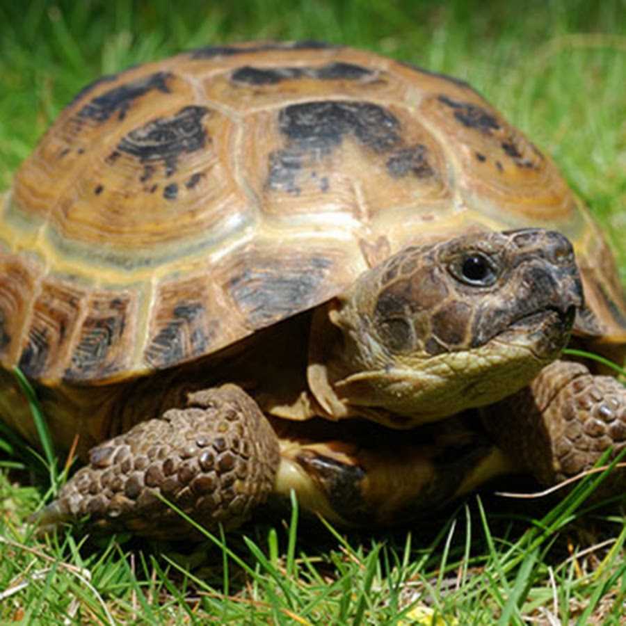 К чему снится большая черепаха женщине на сайте сонник гуру