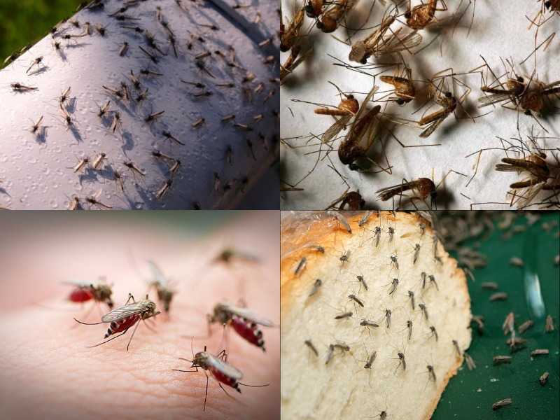 Сонник: к чему снится комар