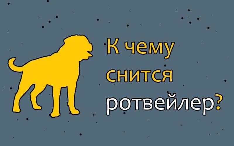К чему снится собака: правильное толкование сна по сонникам