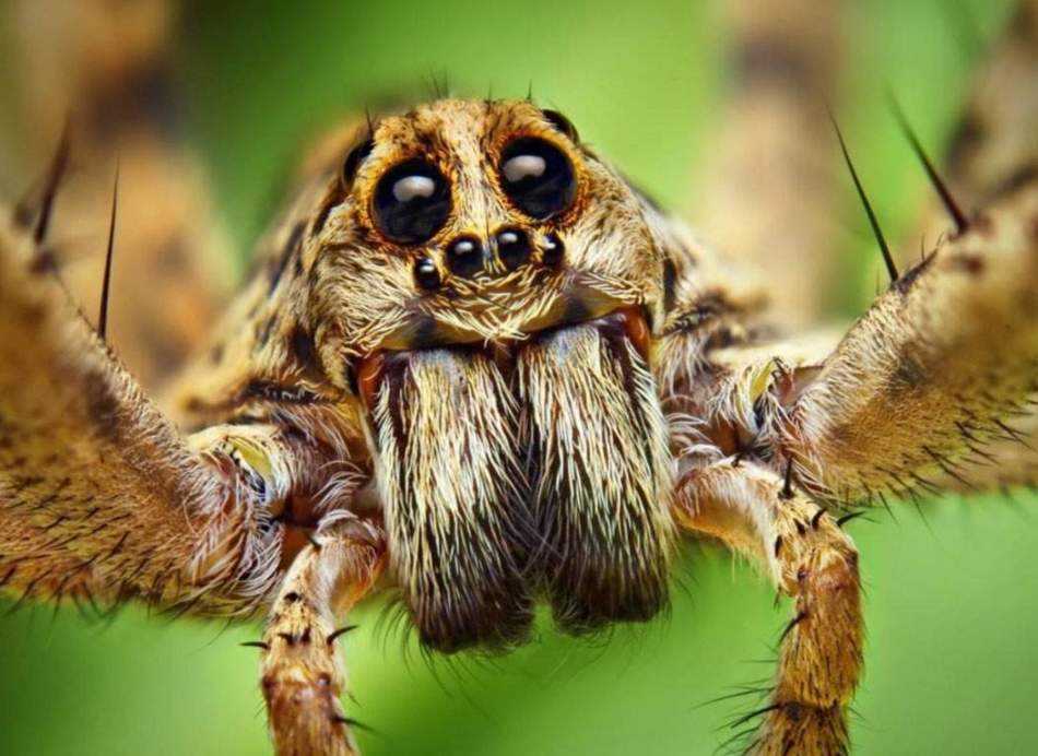 Увидеть паука в доме или на улице: что означает данная примета