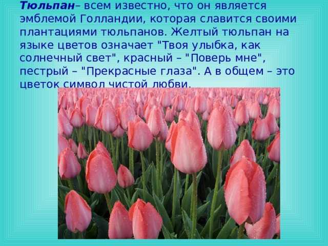 Что значат розовые тюльпаны. Что означает тюльпан на языке цветов. Язык цветов тюльпаны. Жёлтые тюльпаны на языке цветов. Значение тюльпана на языке цветов.