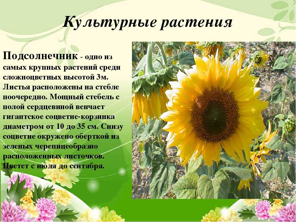 К чему снятся семечки. сонники про семена подсолнуха во сне