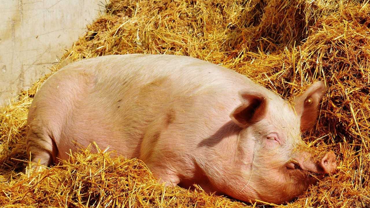 Как режут свиней - толкования сонников, к чему снится сон, как режут кабана и разделывают поросёнка