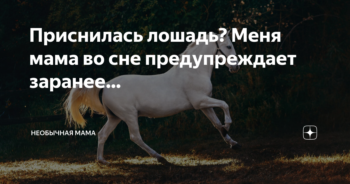 ᐉ к чему снится лошадь женщине сонник ванги - x-sonnik.ru