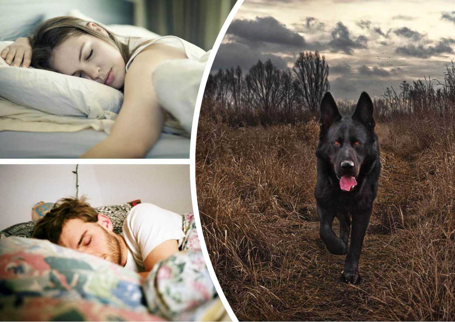 К чему снится собака женщине 🐶 — толкования по 40 ❗ сонникам: что означает для замужней или незамужней девушки видеть во сне черного, белого или рыжего пса