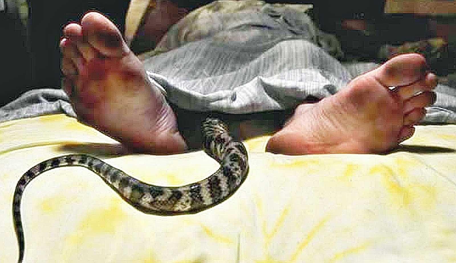 К чему снится нападающая змея?