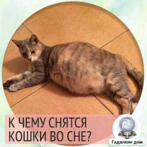 Сонник беременная кошка. к чему снится беременная кошка видеть во сне - сонник дома солнца