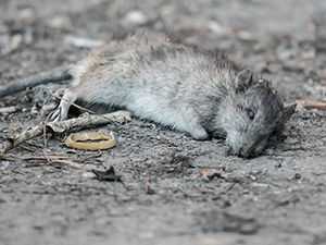Видеть живую крысу во сне или убить: что означает много крыс в доме, толкование снов сонниками