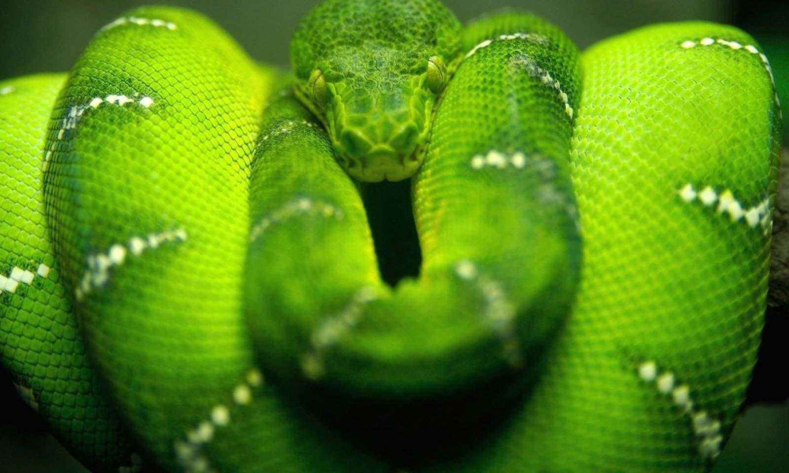 Змея на заставку телефона. Змея питон зеленый. Изумрудный удав. Змея Аспид зеленый. Собакоголовый питон.