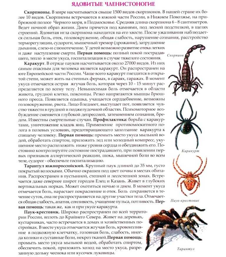 Как трактовать сон о скорпионе — 50 значений по сонникам