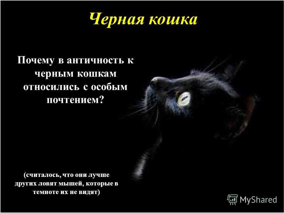 К чему снится черный котенок? много маленьких черных котят.