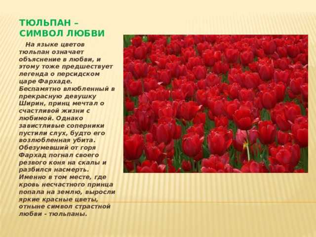 Тюльпаны это символ. Что означает тюльпан на языке цветов. Язык цветов тюльпаны. Тюльпан цветок символ. Цвет тюльпанов значение.