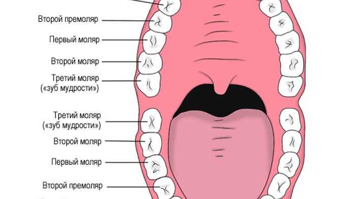 К чему снится выпадение крошащихся зубов без боли и крови: толкование сонников