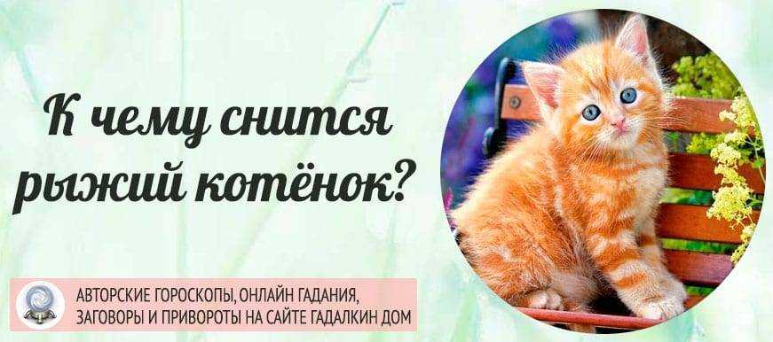 К чему снится рыжий котенок: самые точные толкования известных сонников. чего ждать, если приснился рыжий котенок - автор екатерина данилова - журнал женское мнение