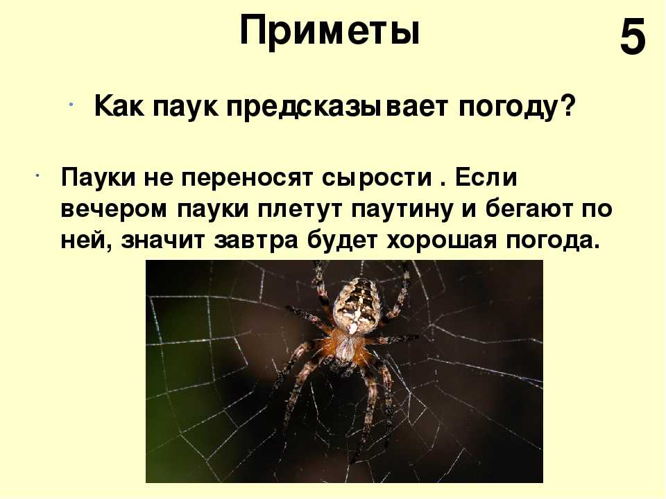 Приметы про пауков: разгадываем знаки судьбы - автор екатерина завьялова - журнал женское мнение