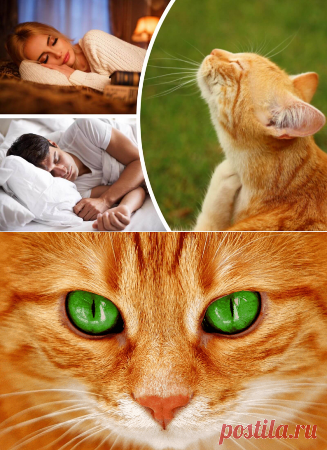 Сновидения о котах: к чему женщине снится белая, рыжая или чёрная кошка, о чём предупреждают такие сны