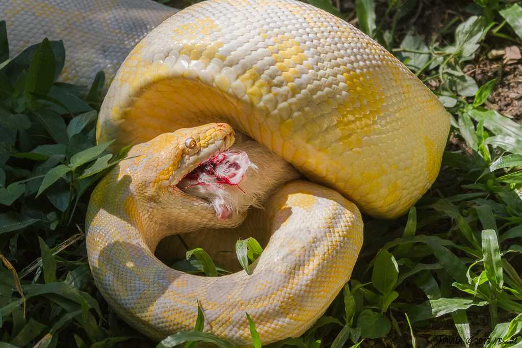 Сон змея ест. Сетчатый питон желтый. Змея питон желтый. Тигровый питон.