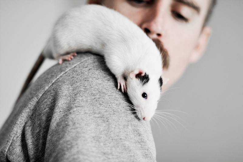К чему снятся дохлые крысы и мыши: толкование сна о мертвых животных