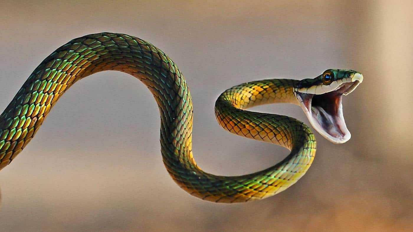 К чему снится нападающая змея? толкование по 47 сонникам
