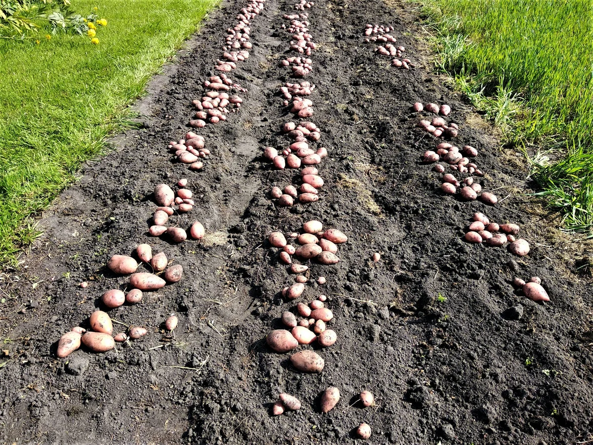 К чему снится копать картошку: крупную, чистую, руками, лопатой, и ее собирать