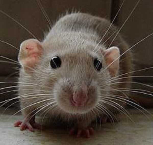 К чему снятся дохлые крысы и мыши: толкование сна о мертвых животных